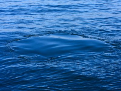  A "flukeprint" is a patch of calm water on the surface created when a whale flaps its tail as it cruises along just out of sight.