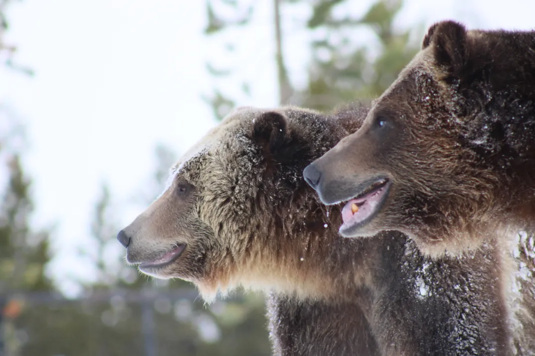 Two bears stand next to each other one is smiling