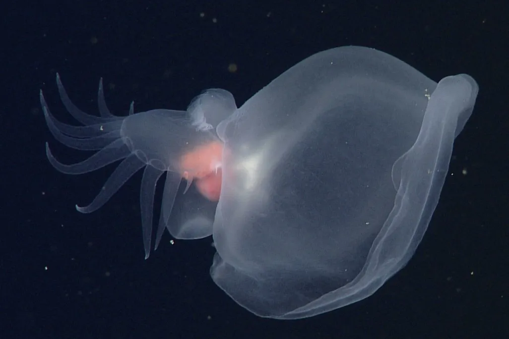 Floating transparent creature against a black backdrop