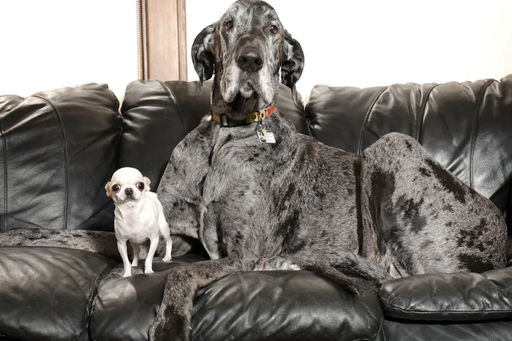 Very large Great Dane sitting on couch next to tiny Chihuahua