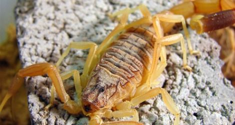 The deathstalker scorpion