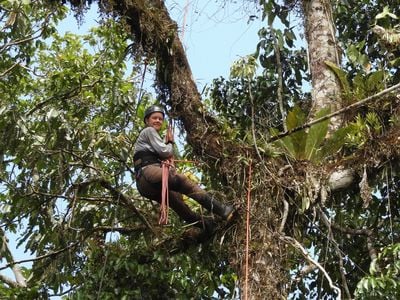 A hundred feet above the forest floor and dense with leaves and plants, the rainforest canopy is a challenging place to study. It’s hard to observe from the ground and difficult for researchers to access, so conservation biologist Tremie Gregory learned to climb trees.