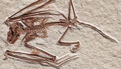 Paleontologists Discover 52-Million-Year-Old Bat