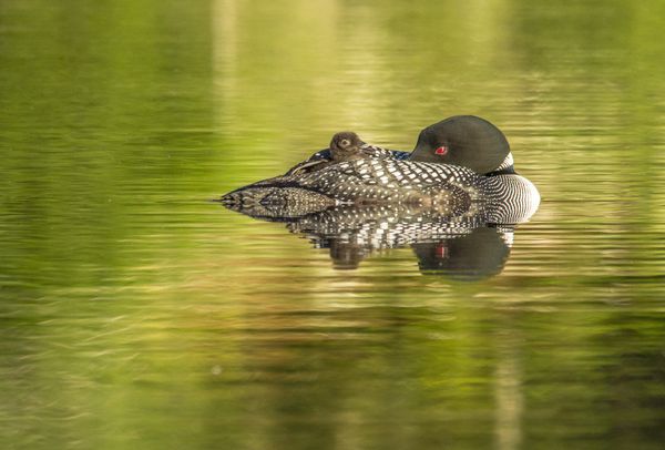 Loon with Chick Napping 180626-56 thumbnail