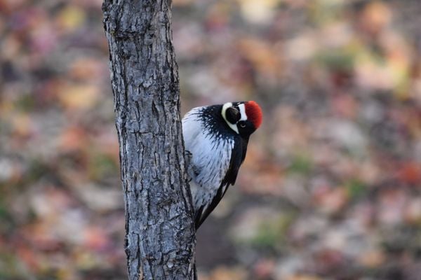 Acorn Woodpecker with Head Sideways thumbnail