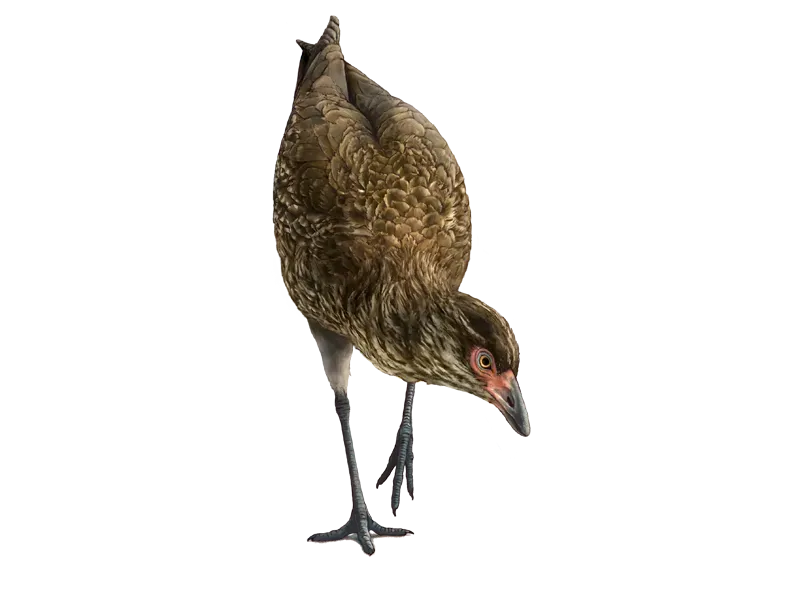 Image three.png