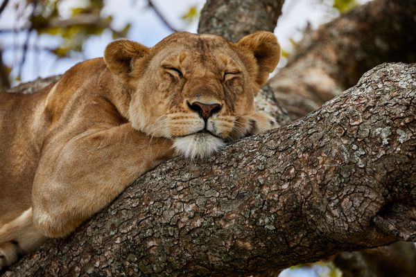 lioness resting on a tree thumbnail