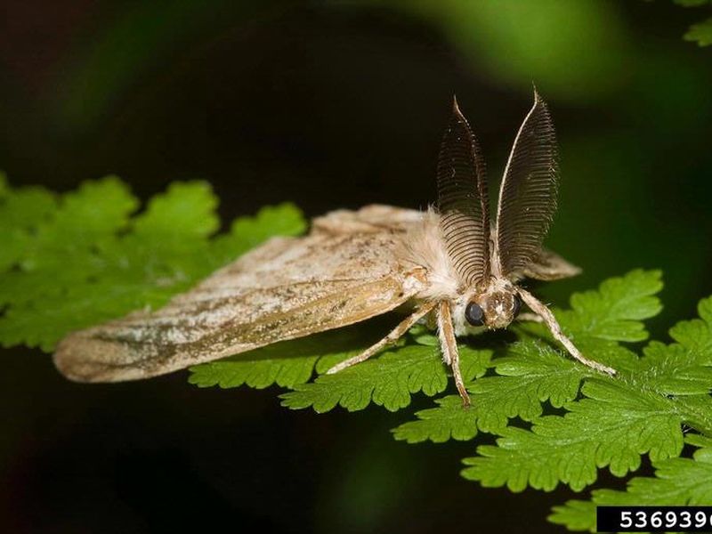 What is a gypsy moth sale