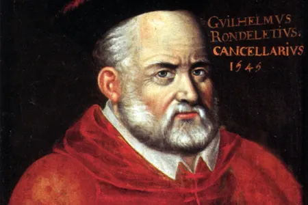 Guillaume Rondelet was an early anatomist who founded his own dissecting theater, which was a thing people did in the sixteenth century.