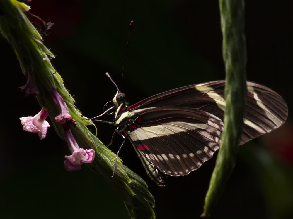 Heliconius charithonia