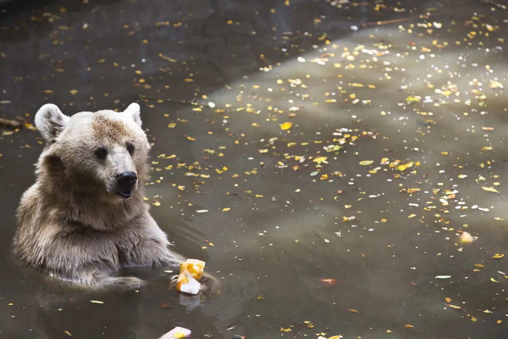 Syrian Brown Bear