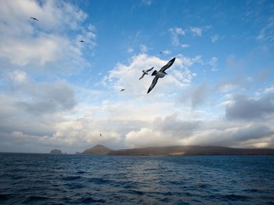 Calmer seas in this 2015 picture of an albatross flying toward Campbell Island.