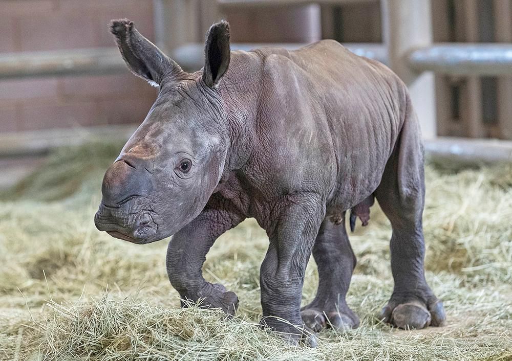 Artificially Conceived Southern White Rhino Offers Hope for