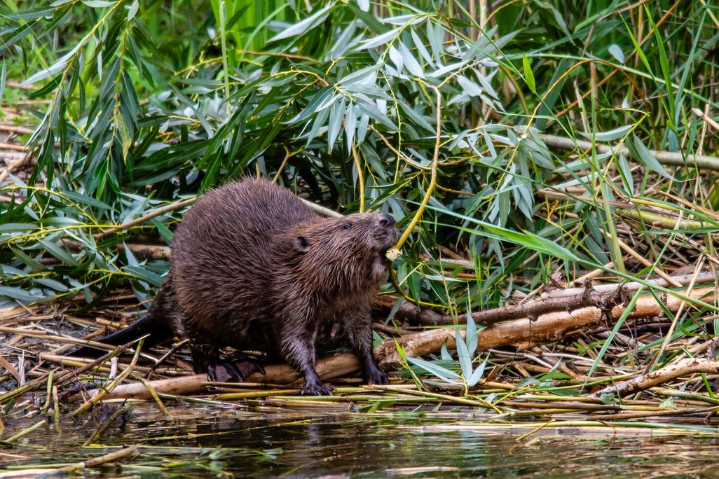 A beaver in a pond