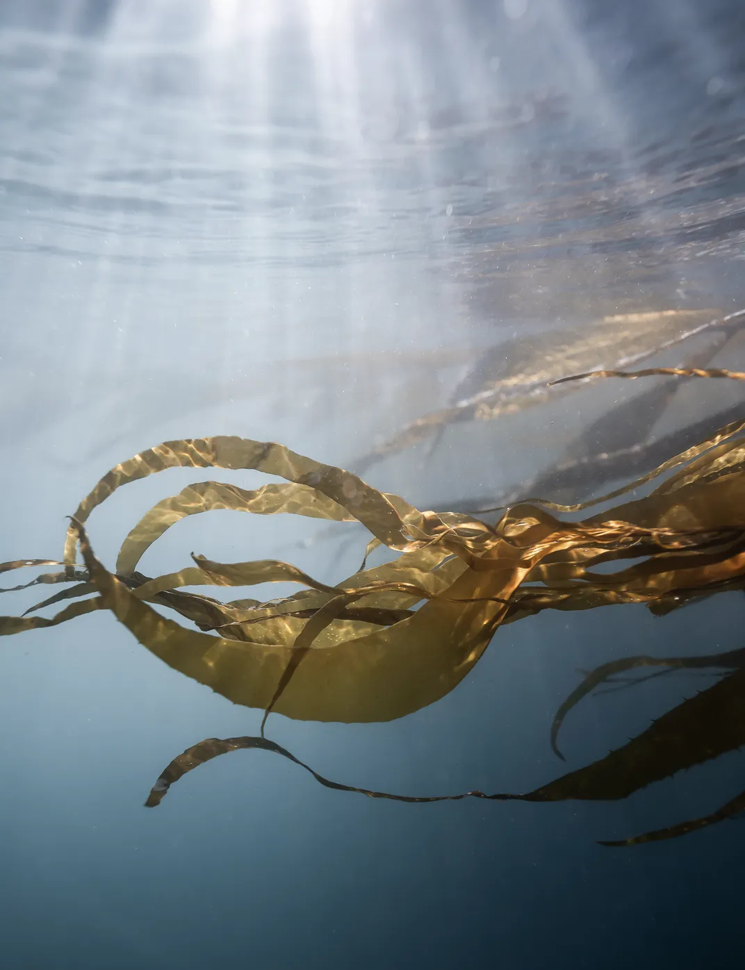 Kelp Blades