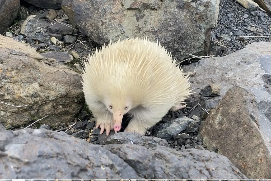 a white echidna with a pink nose amid rocks