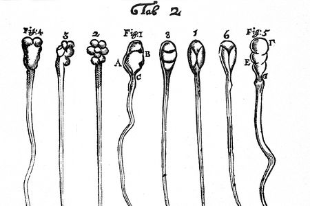 Leeuwenhoek's early microscopic observations of rabbit sperm (figs. 1-4) and dog sperm (figs. 5-8).