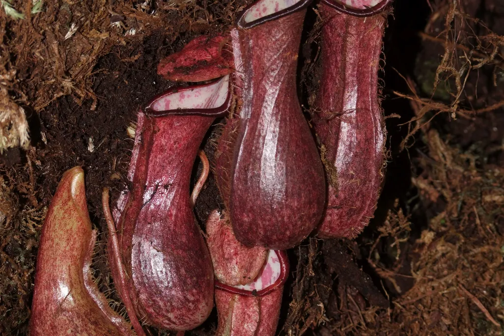The underground pitchers of Nepenthes pudica 2