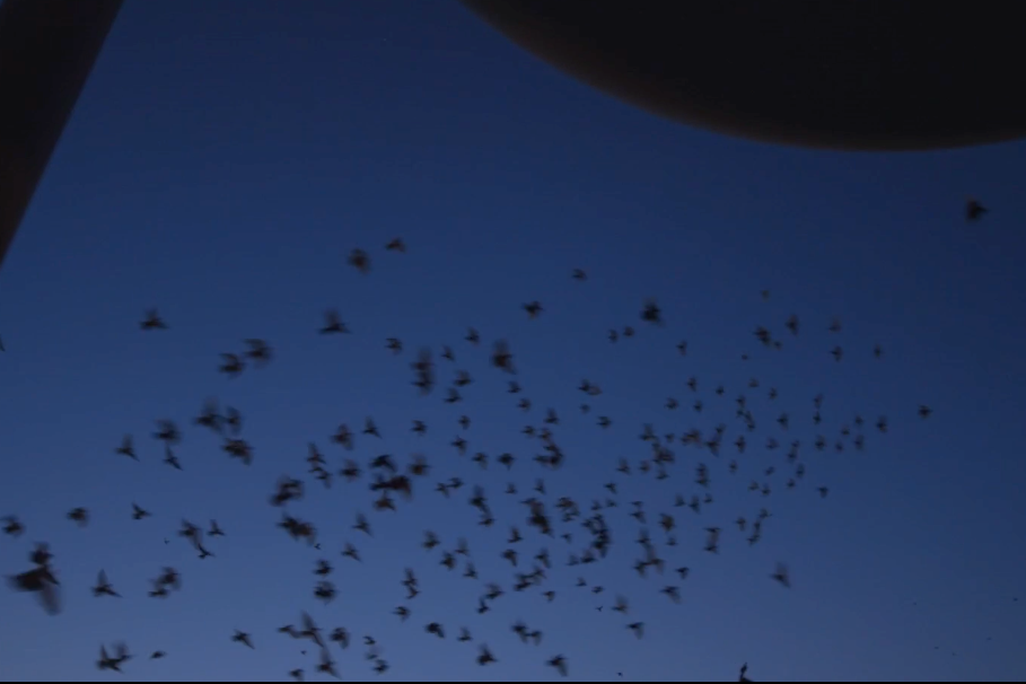 Fly By Night