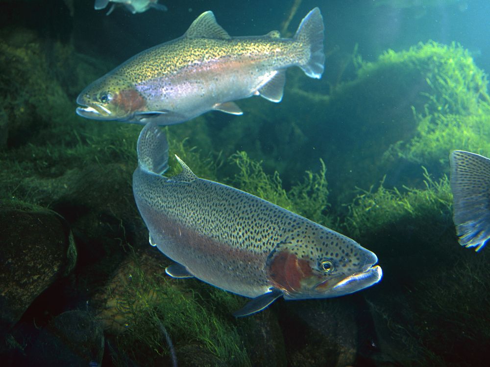 Fish Eat Mammals on the Regular | Smart News| Smithsonian Magazine