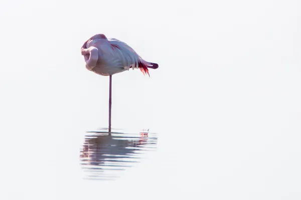 sleeping flamingo thumbnail