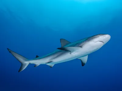 Caribbean reef sharks are as comfortable cruising coastal coral reefs as diving 1,000 feet into the depths.&nbsp;