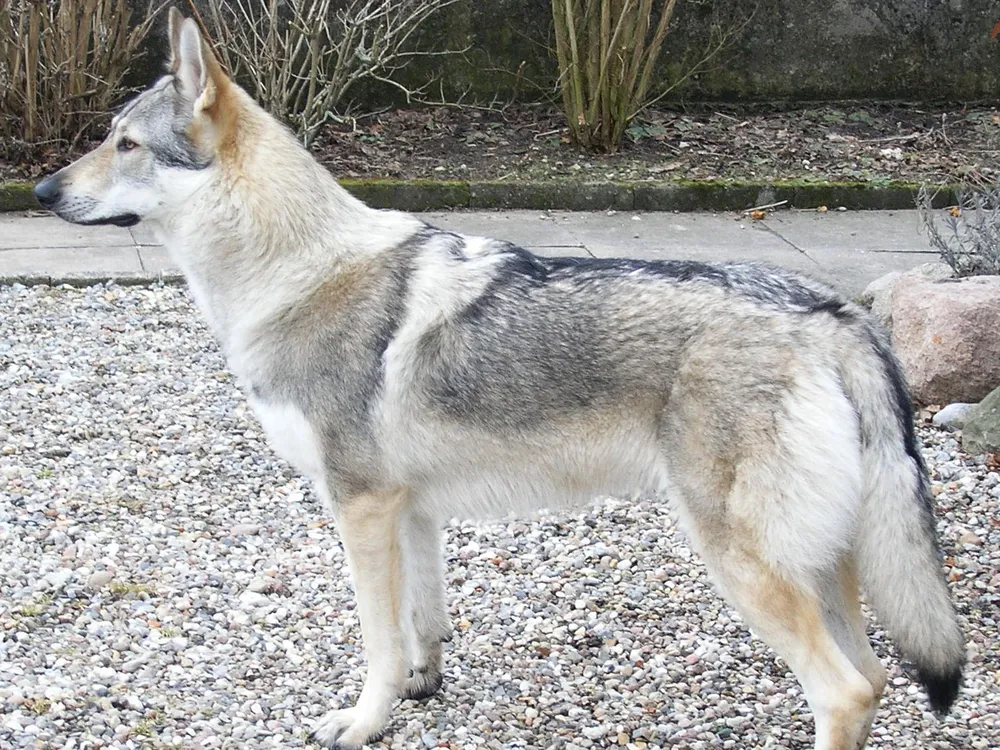 wolfdog