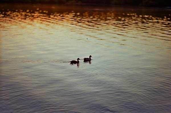 Ducks on a Date thumbnail