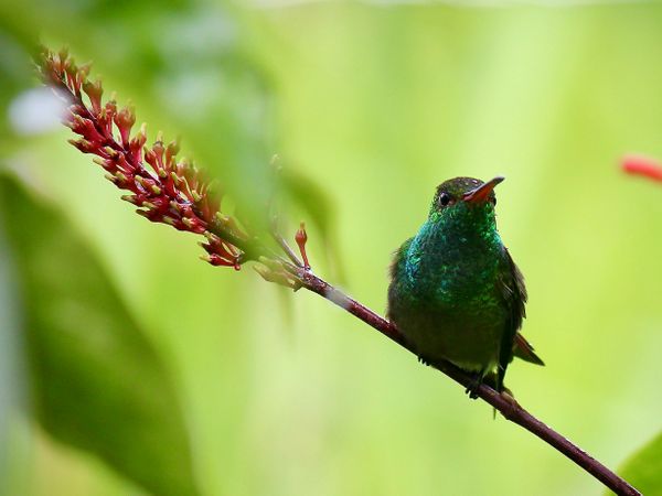 Hummingbird waits out the rain in Costa Rica thumbnail