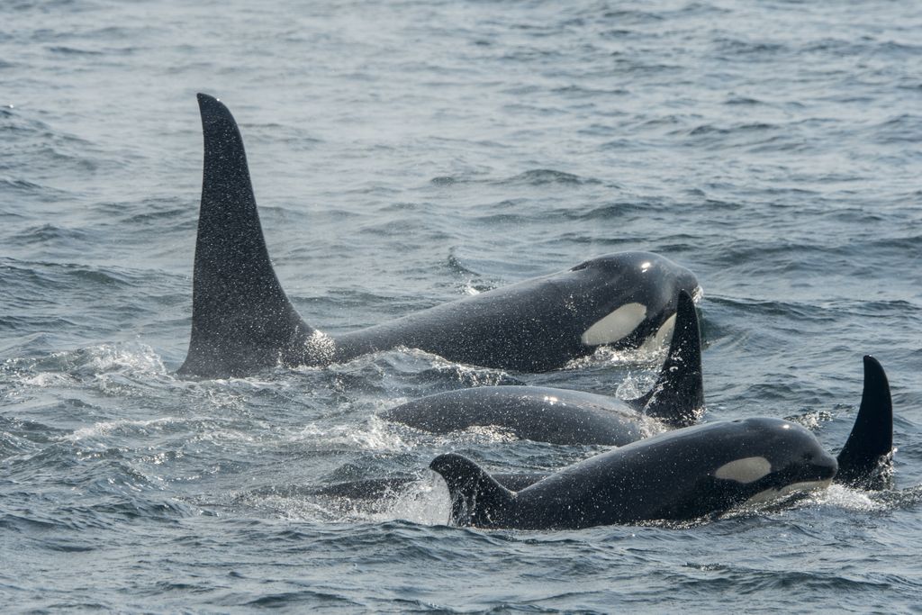 Pods of orcas swimming in the water