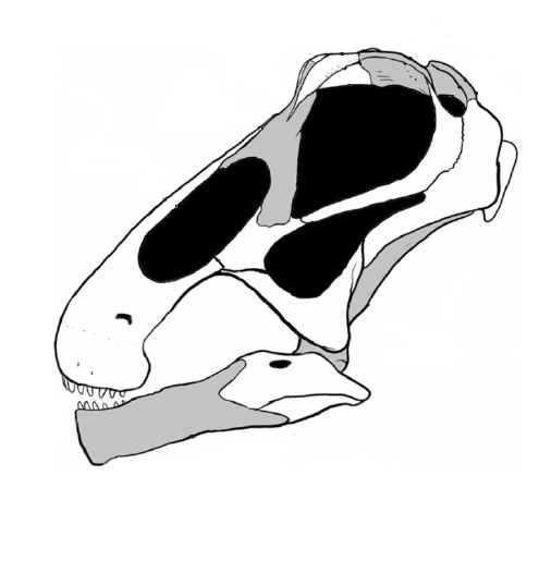 20110520083246Bonitasaura-skull.png