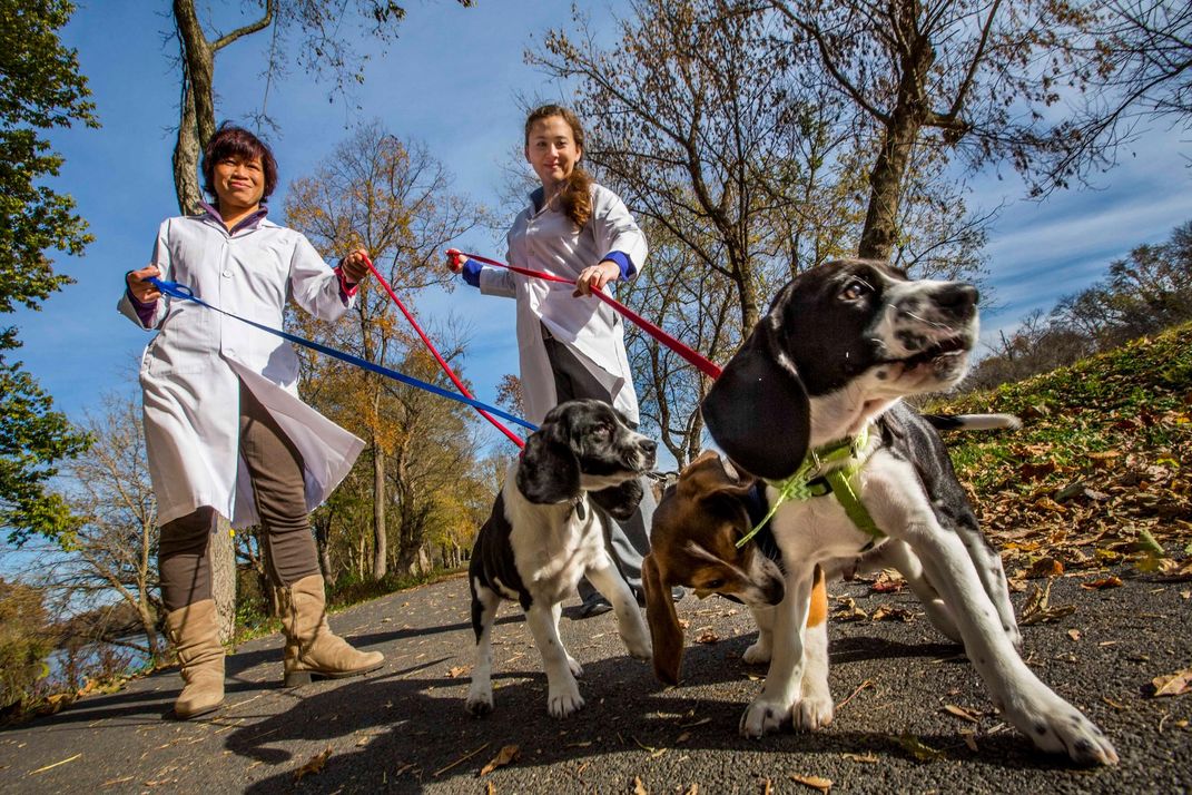 These Baby Beagles Are the First Dogs Born by In Vitro Fertilization