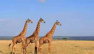 image of Safari in Kenya and Tanzania