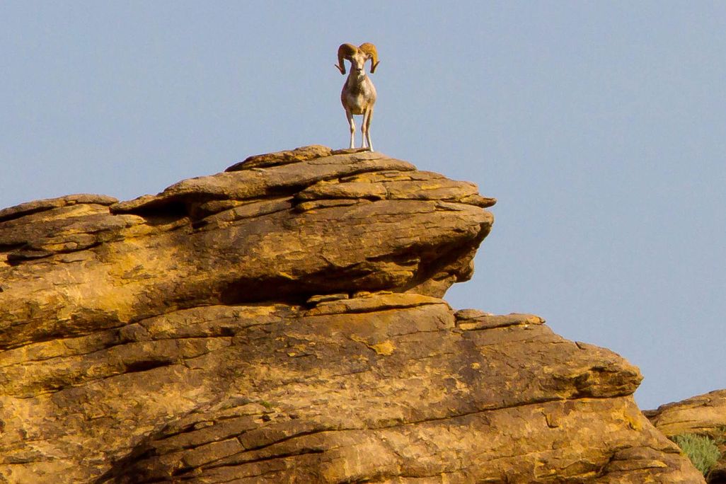 Argali