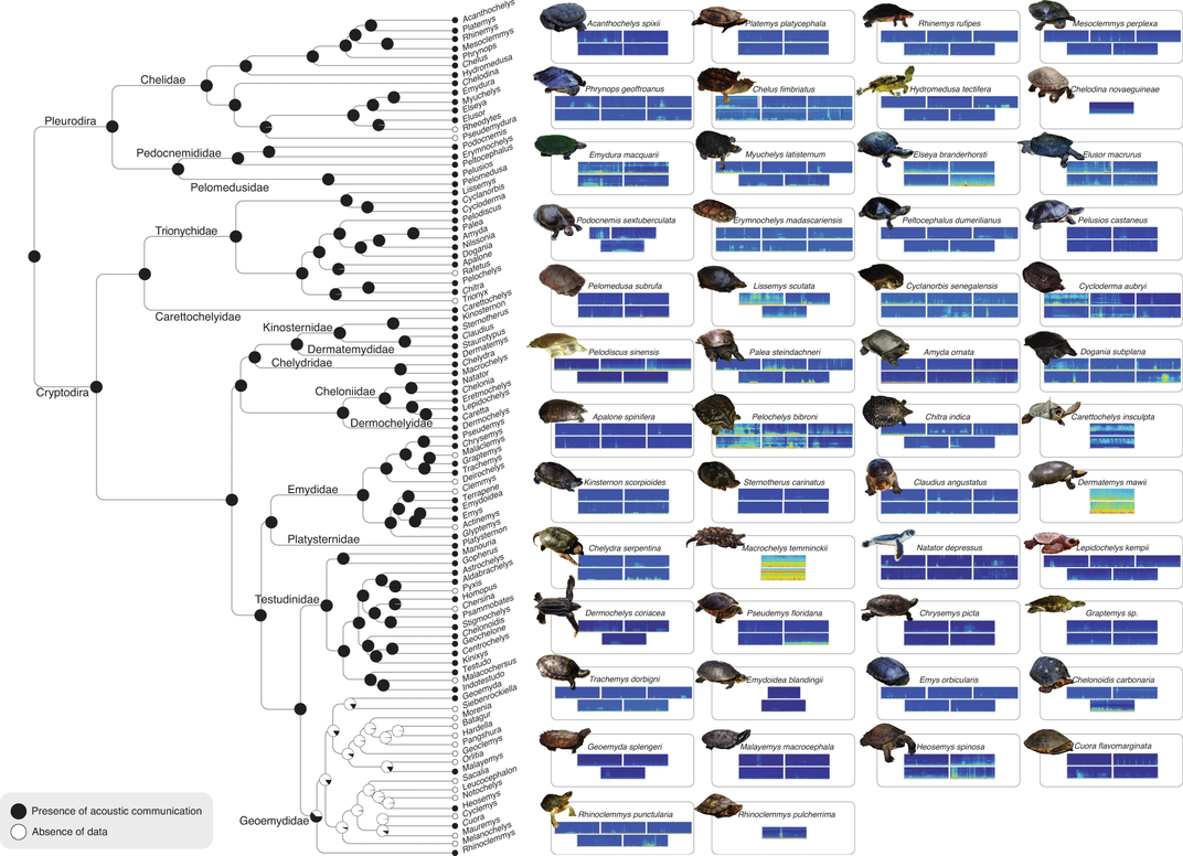 Family tree of turtles