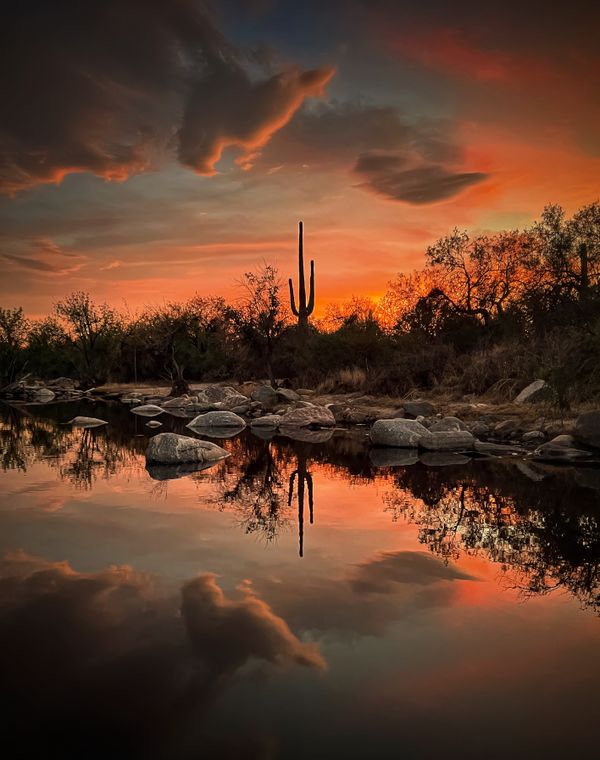 Saguaro sunset reflection thumbnail