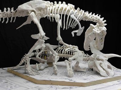 With jaws agape, the Smithsonian's T. rex will eat "Hatcher," the Triceratops.