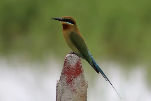 Blue-tailed bee-eater thumbnail