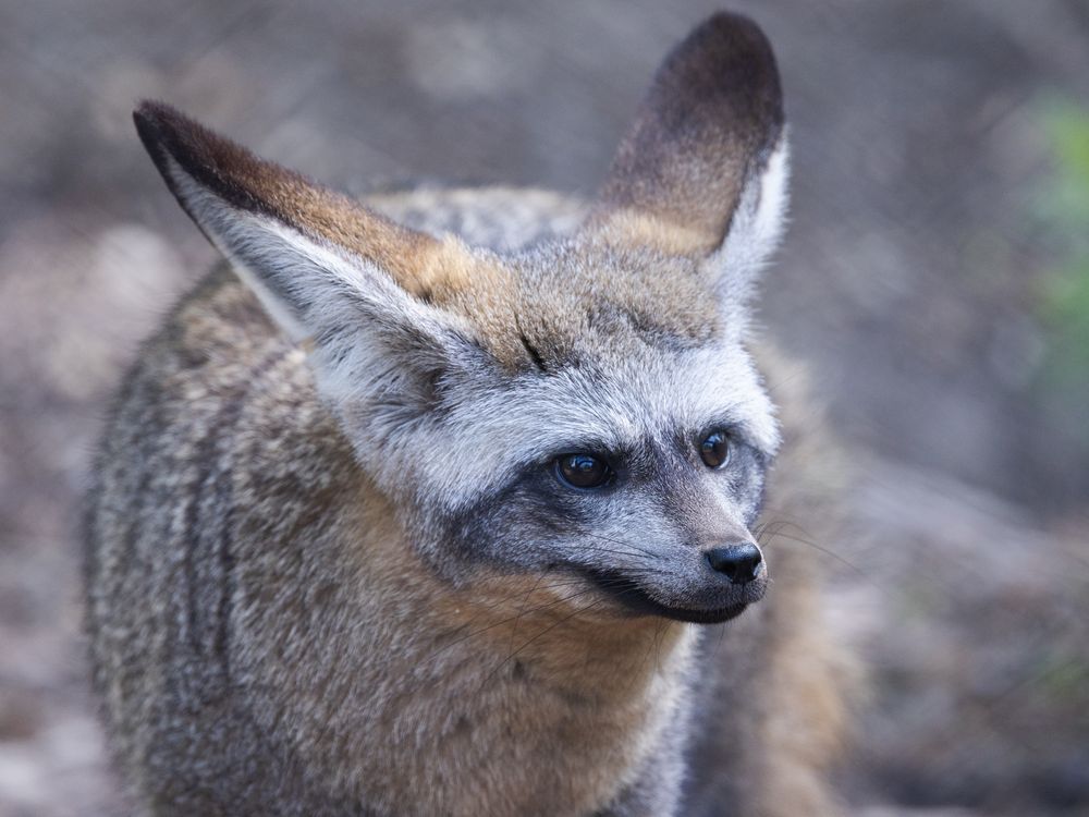 Meet the Bat-Eared Fox, an Unusual Animal That Can Hear Insects ...