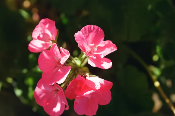 Garden Rubies Albuquerque NM thumbnail