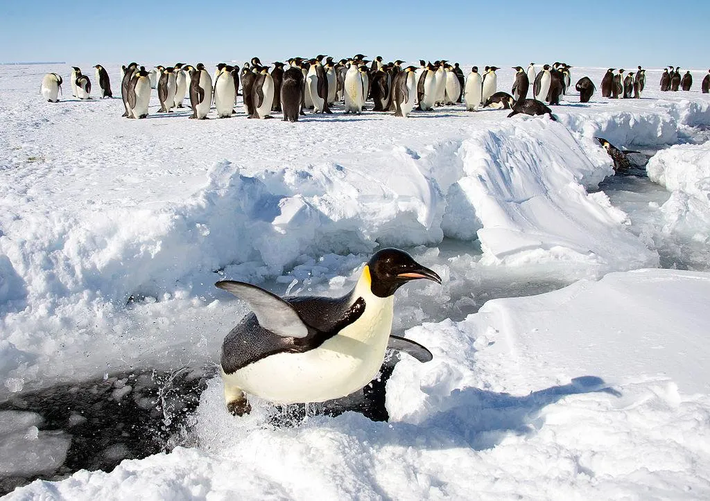 This Catastrophic Polar Journey Resulted in One of the Best Adventure Books Ever Written