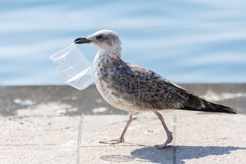Gull walking near the beach with a clear plastic cup in its beak