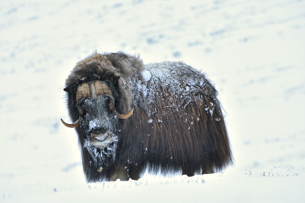 Muskox in winter scenery | Smithsonian Photo Contest | Smithsonian Magazine