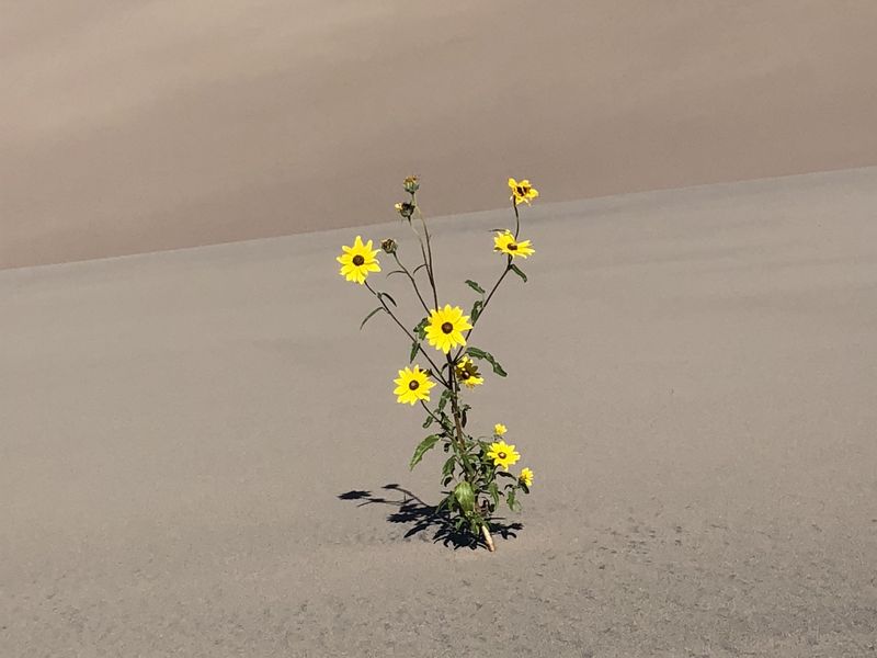 Sunflower in the heart of the Great Sand Dunes Smithsonian Photo