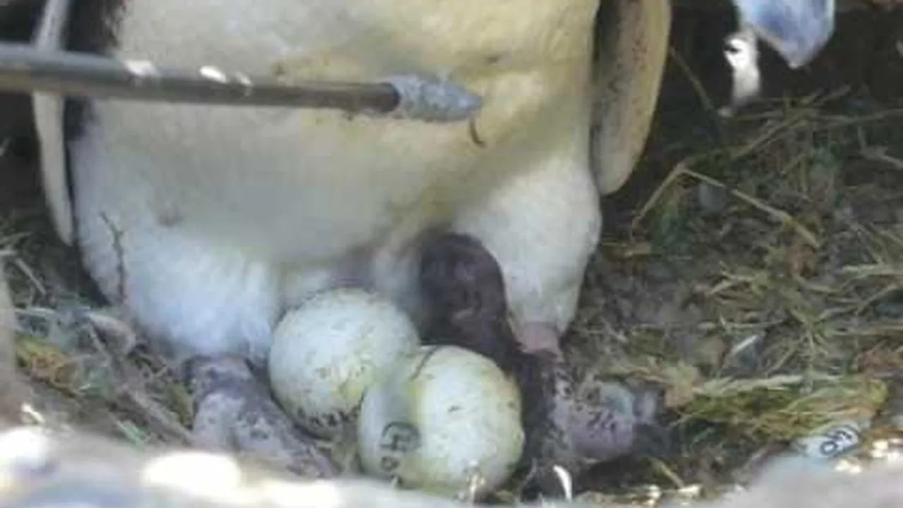 Preview thumbnail for An Egg Hatches