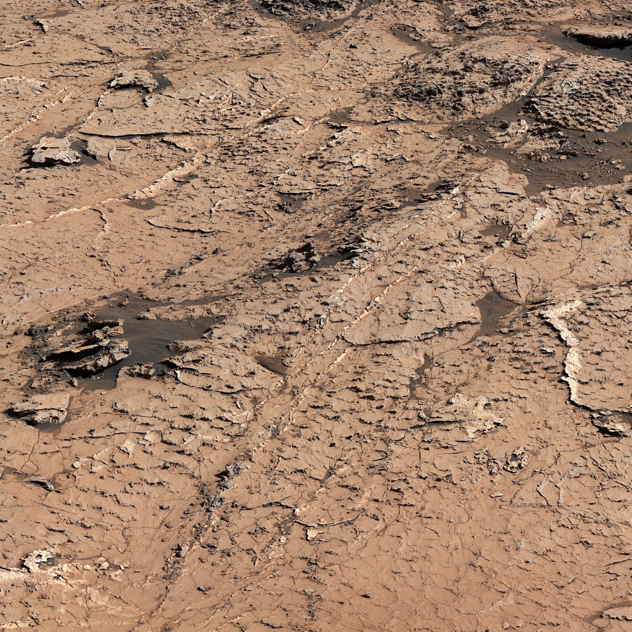 Mud Cracks In Sedimentary Rocks