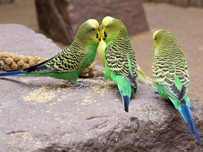 Budgie love triangles are more complex than you might think