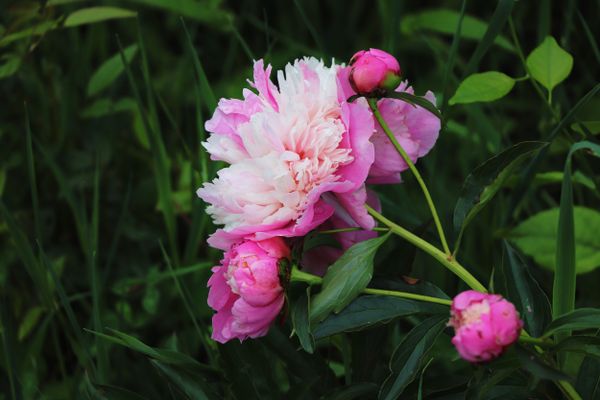 Peonies in a field thumbnail