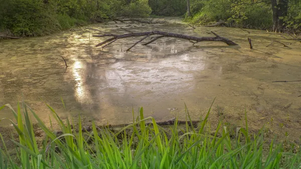 Caledonia Conservancy Protected Wetland thumbnail