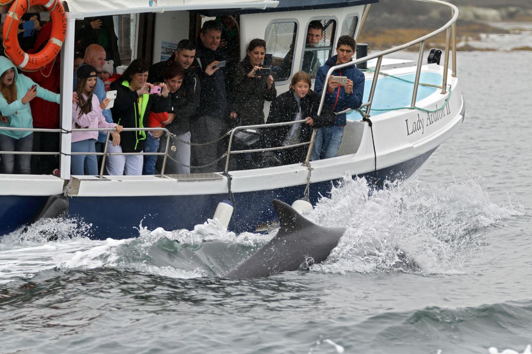 A Dolphin Has Been Living Solo in This Irish Harbor for Decades